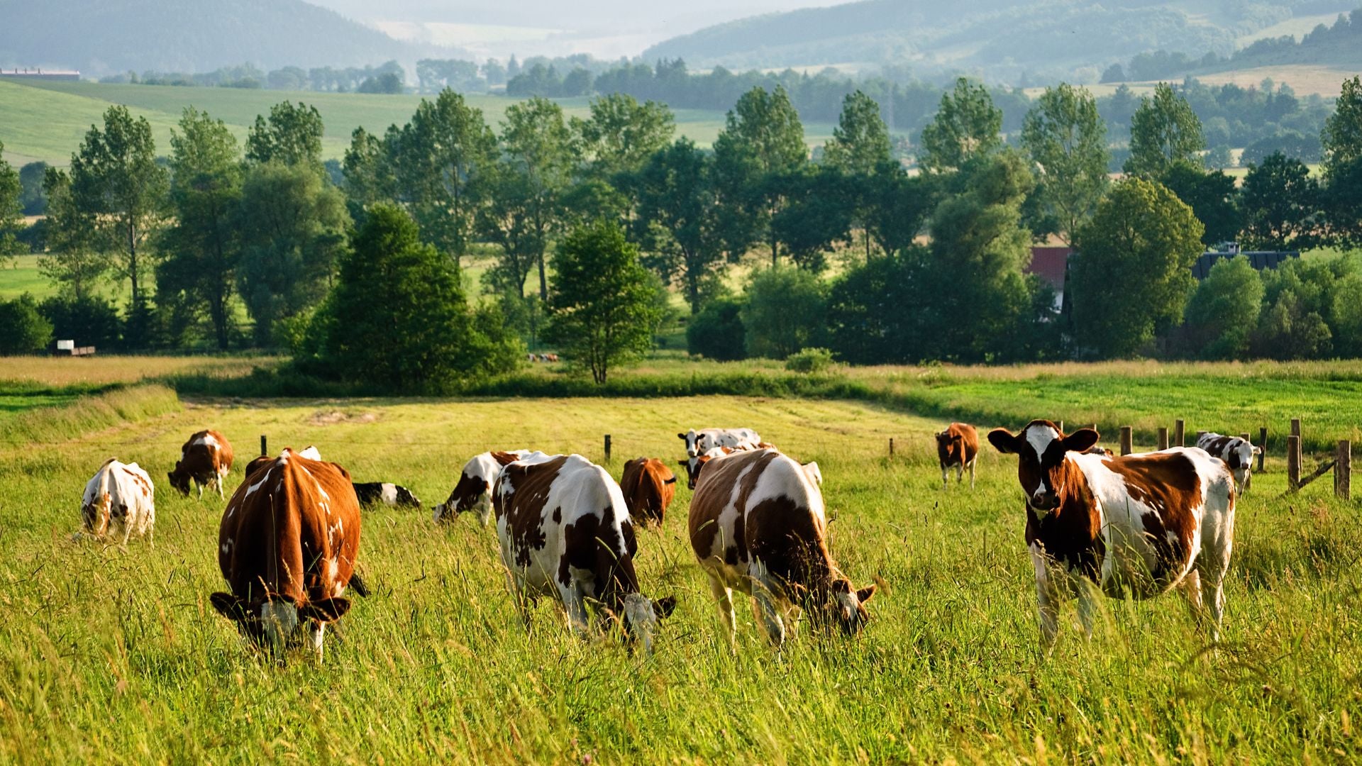 grass fed cows in a field